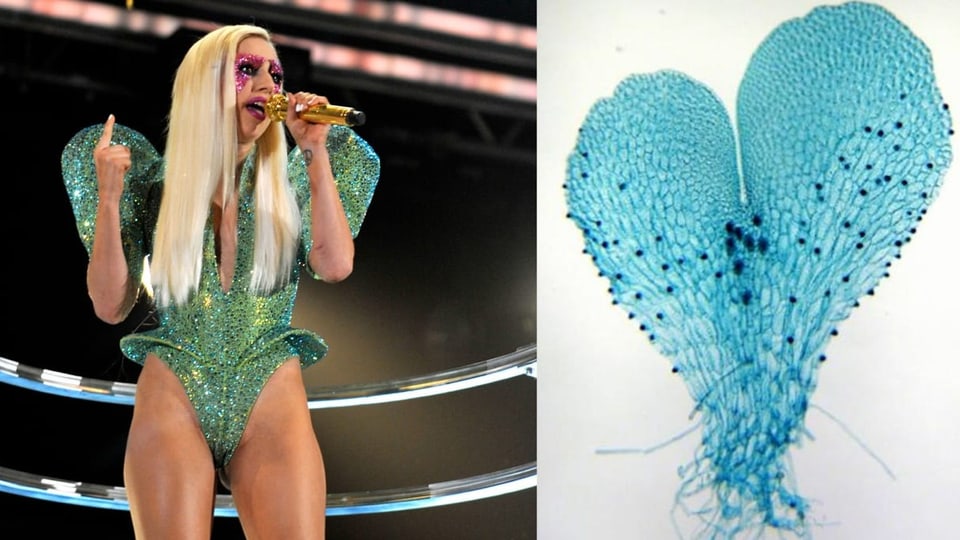 Lady Gaga und ein blauer Farn in Herzform.