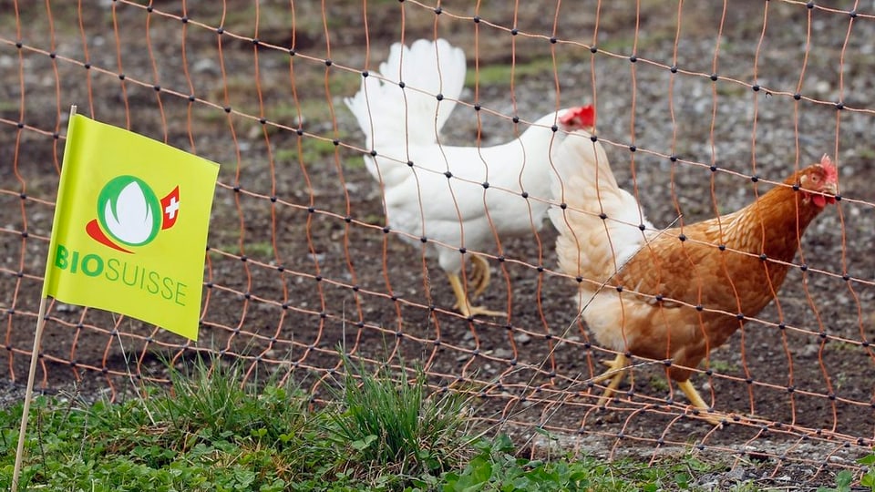 Eine Bio-Fahne weht vor zwei Hühnern.