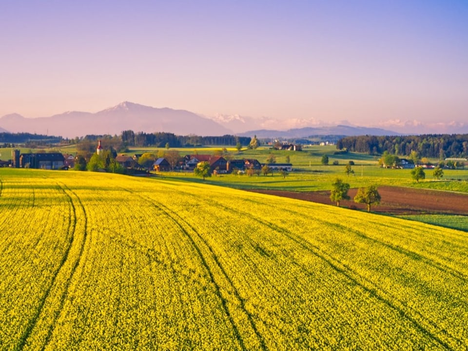 Gelb blühendes Feld mit Raps, am Horizont Berge und darüber ein wolkenloser lila Himmel