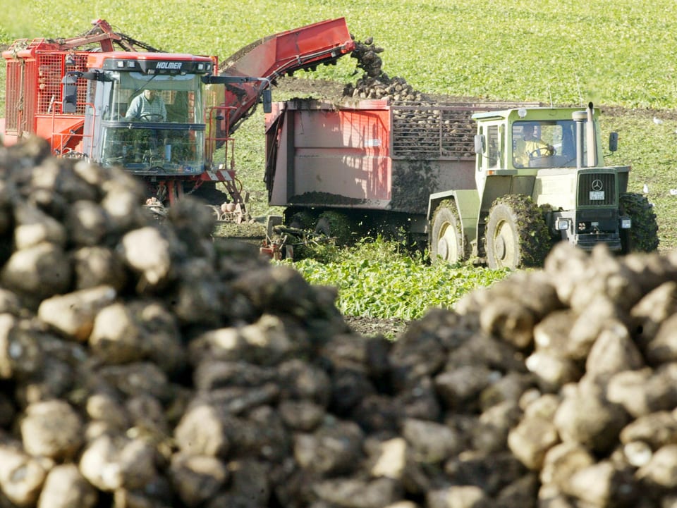 Bauern ernten auf Traktoren Zuckerrüben 