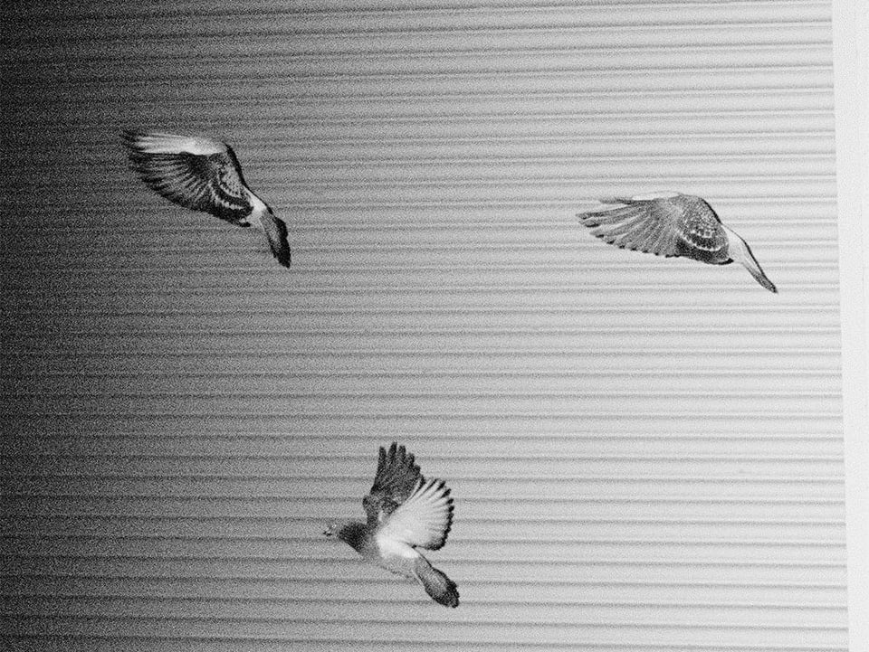 Drei Tauben fliegen herum.