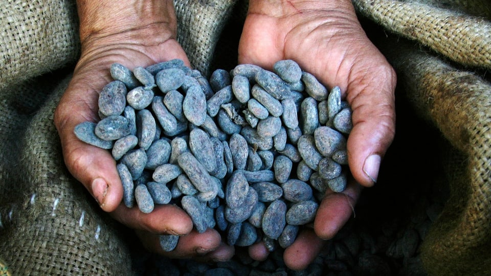 Ein Mann hält dunkle, getrocknete Kakaobohnen in den Händen, darunter ein Sack.