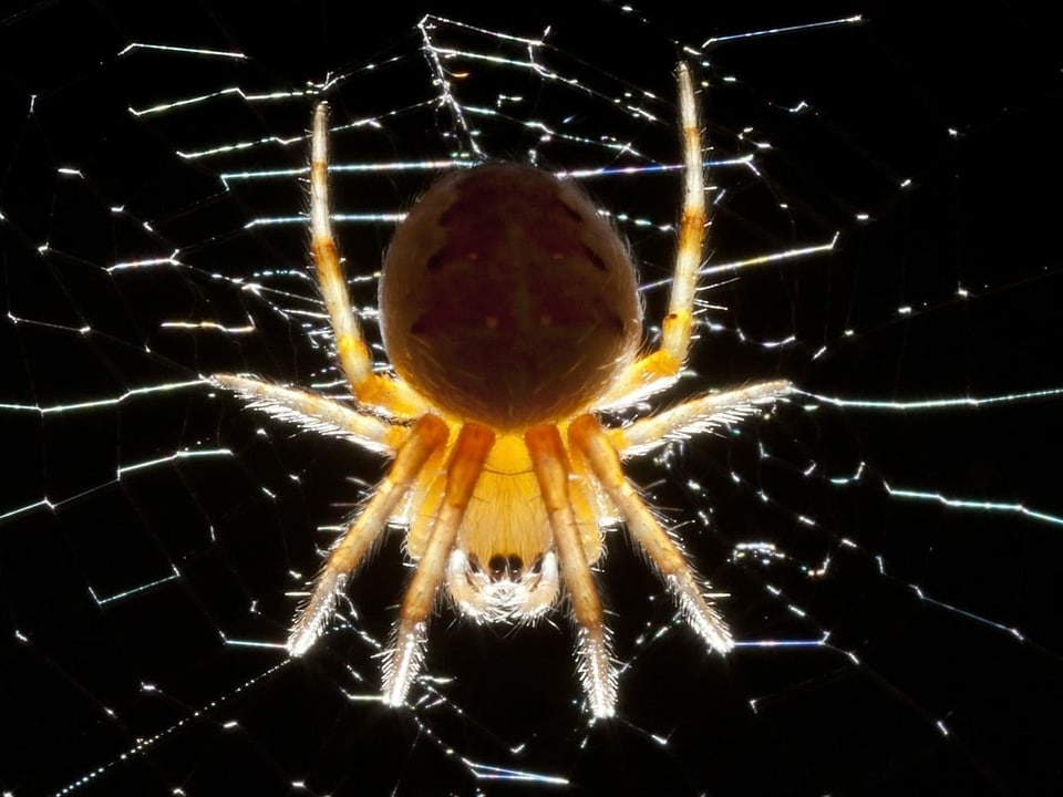 Spinne im Netz vor schwarzem Hintergrund.