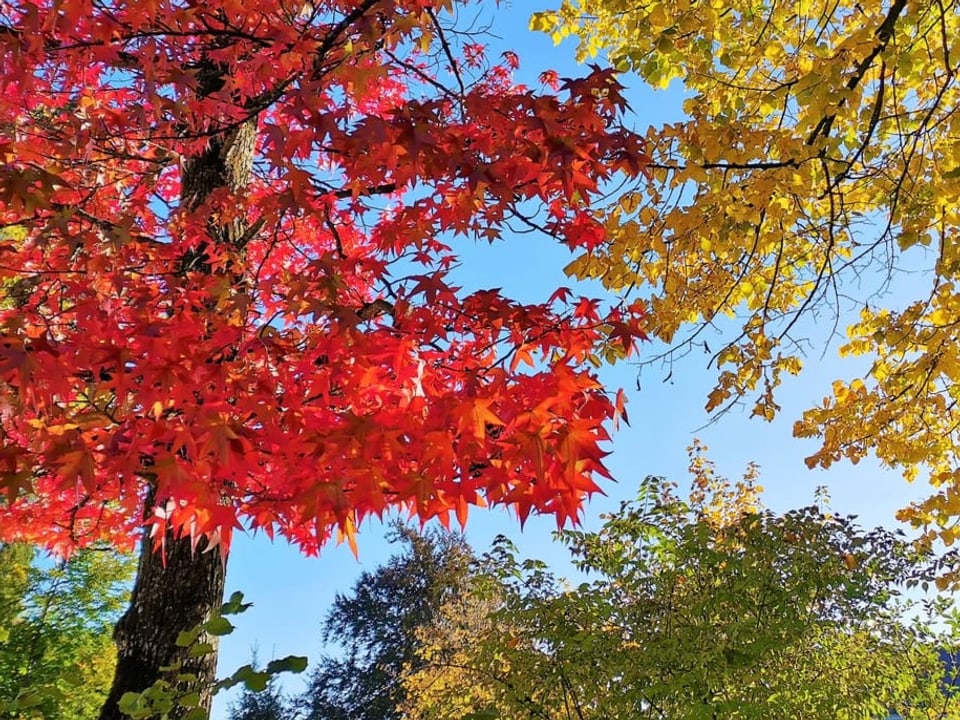 Wunderschöne, farbige Herbstpracht bei strahlendem Sonnenschein.