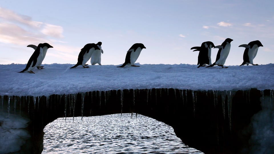 Pinguine gehen über eine Brücke aus Eis