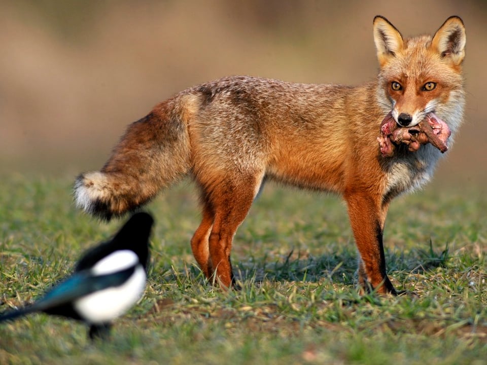 Fuchs mit Beute im Mund