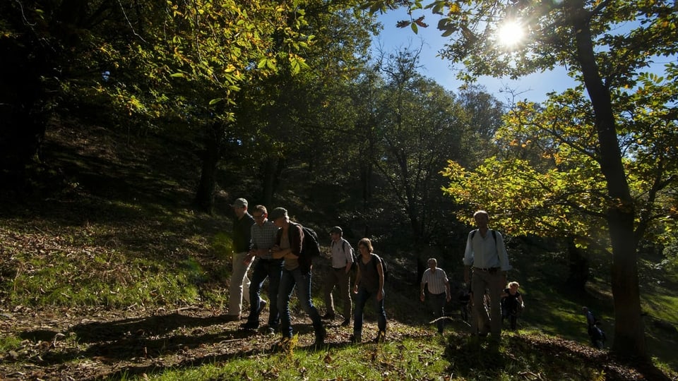 eine Gruppe von Menschen läuft im Kastanienwald