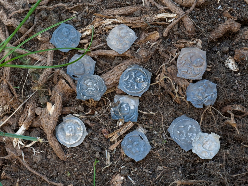 Zwölf Silbermünzen aus der Zeit von 1275 bis ins frühe 14. Jahrhundert liegen auf Waldboden.