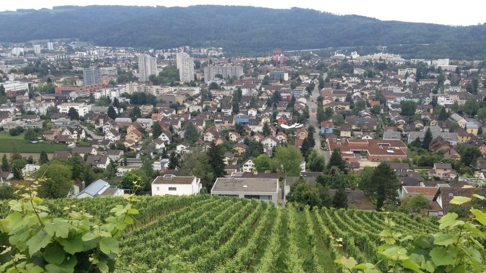Blick vom Weinberg auf die Gemeinde Wettingen, viele Häuser und Hochhäuser im Hintergrund