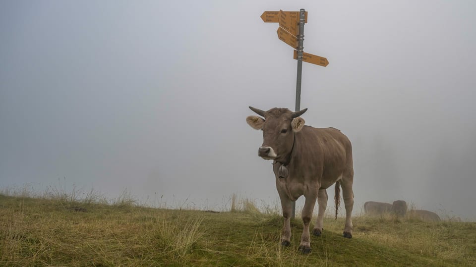 Eine Kuh steht in der Napfregion im dichten Nebel.