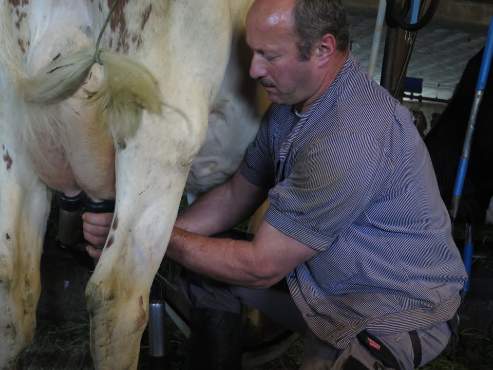 Der Bauer setzt bei der Kuh das Melkzeug an.