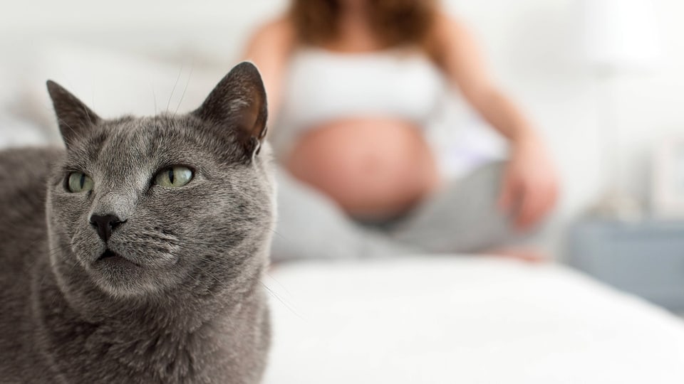 Tierkontakt während der Schwangerschaft senkt Neurodermitis-Risiko bei Kindern