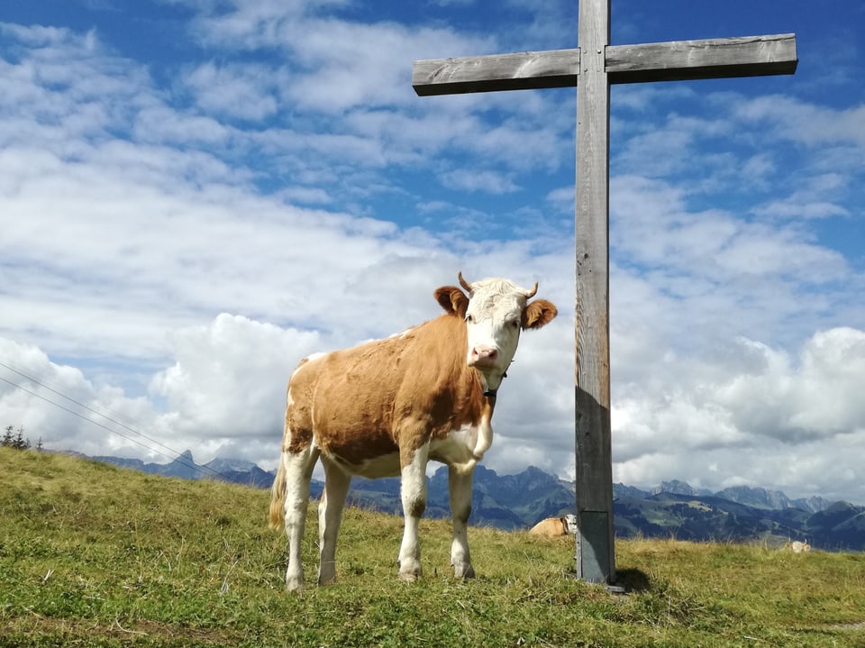 Kuh neben Holzkreuz