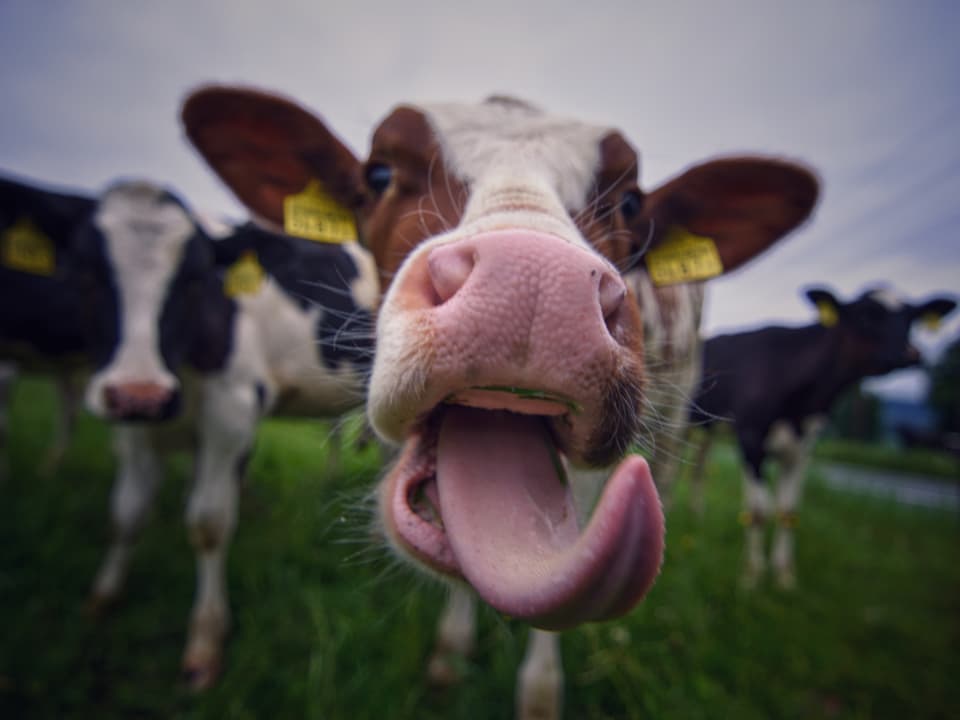 Eine Kuh streckt die Zunge raus und fängt damit Regentropfen auf.