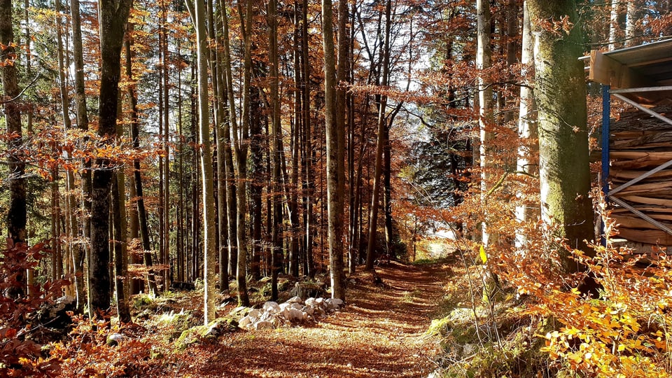 Blick in einen Herbstwald