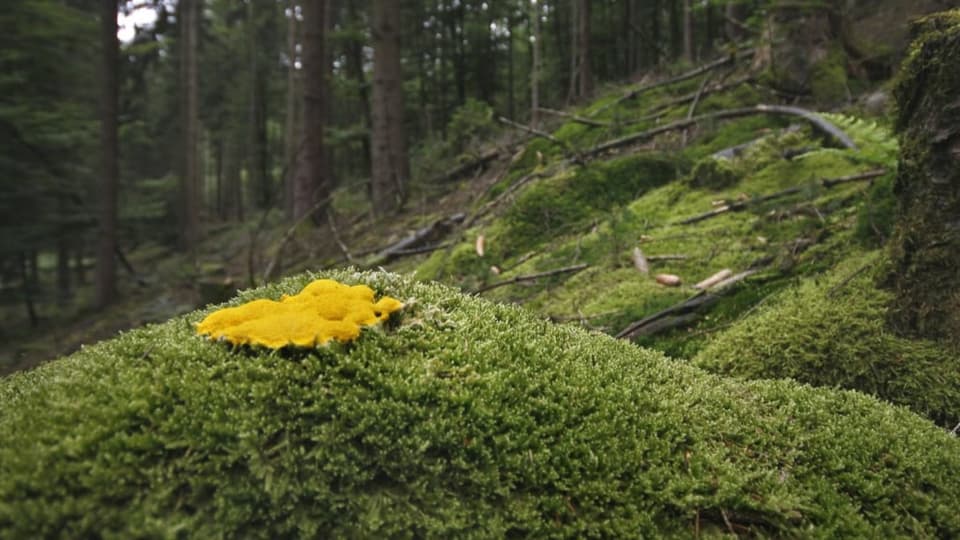 Gelber Schleimpilz auf Moos in einem Wald
