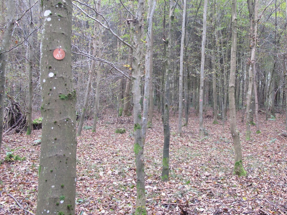 Bäume. An einem hängt eine runde rote Plakette mit zwei Buchstaben drauf.