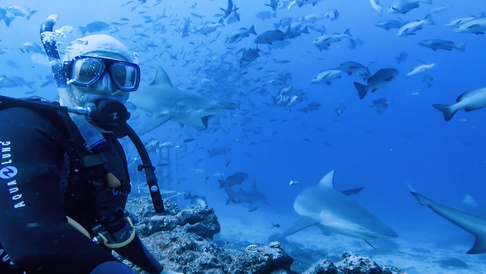 Korrespondent mit Hai im Hintergrund