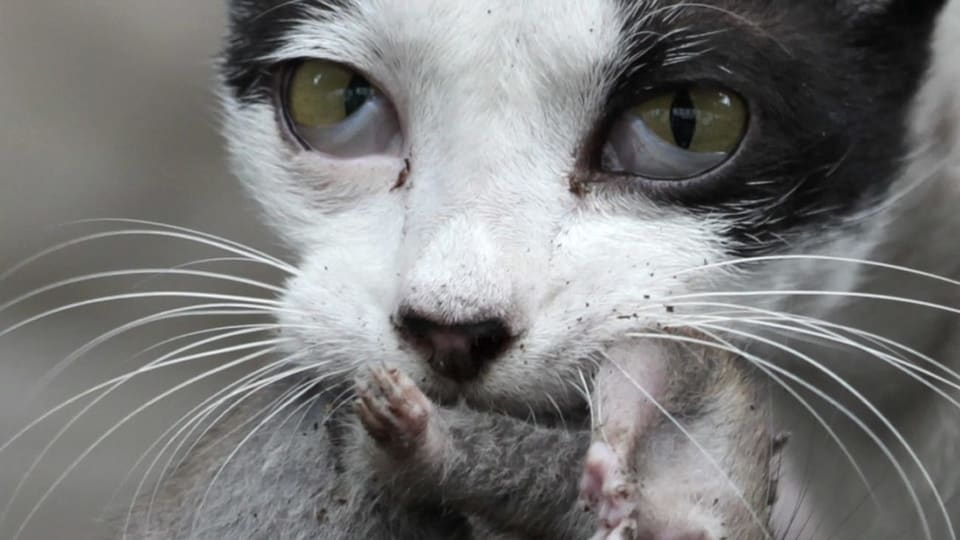 Kampf gegen streunende Katzen