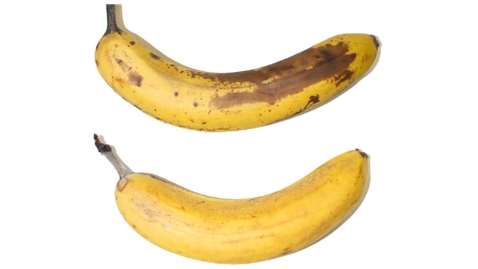 Zwei Bananen in unterschiedlichen Bräunungsgraden.
