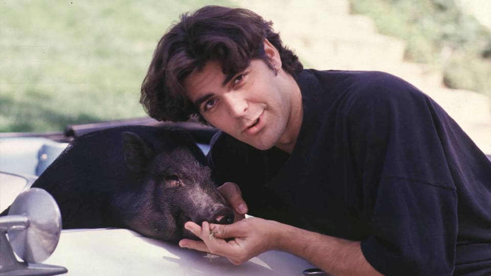 George Clooney lässt sich neben seinem Hängebauchschwein, das in einem Auto sitzt, ablichten. Damals hatte der Star noch dunkelbraune Haare.