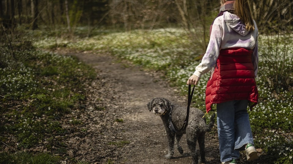 Mädchen spaziert im Wald mit Hund an der Leine