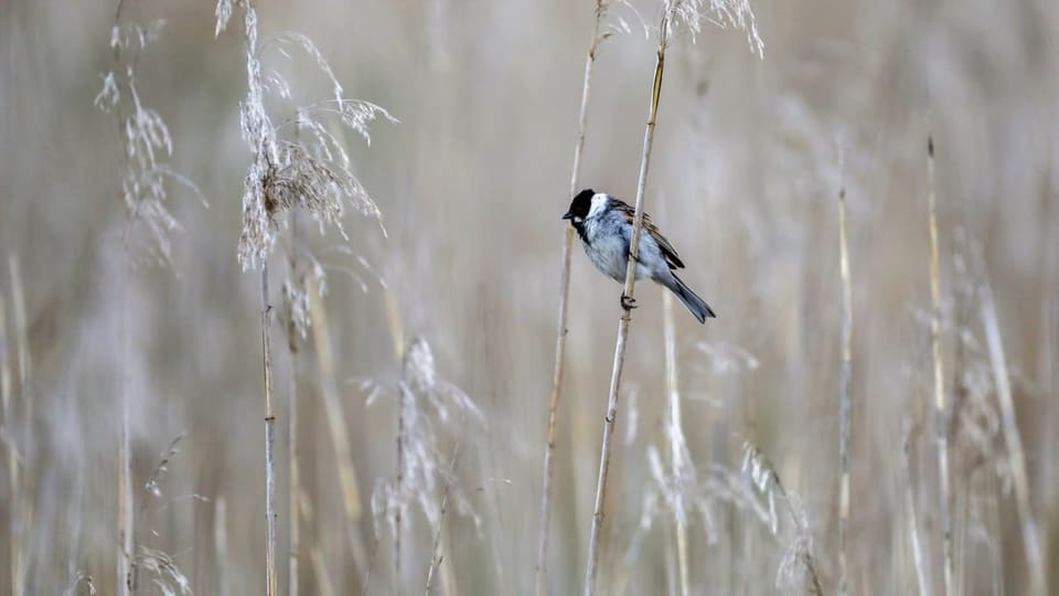 Vogel im Schilf