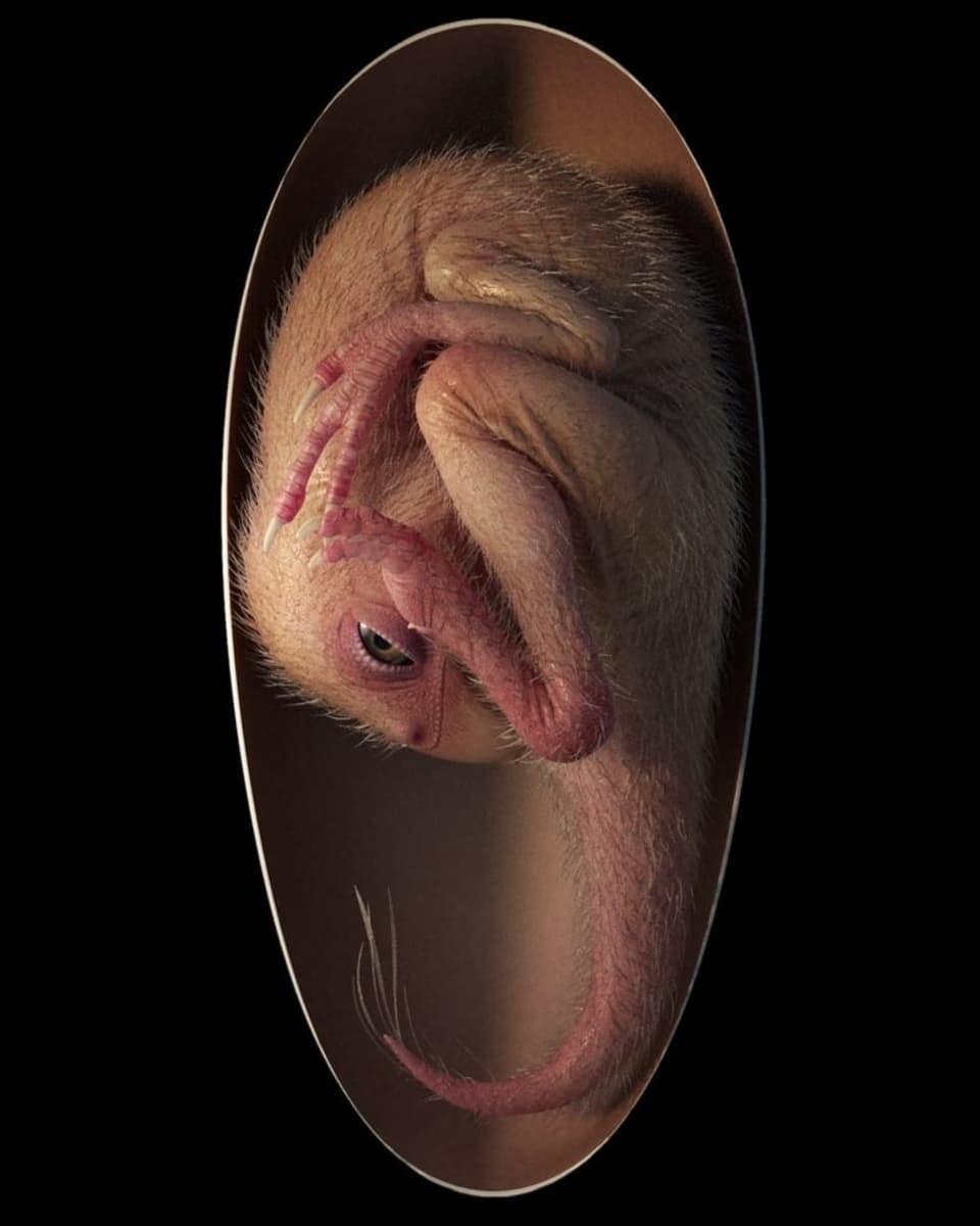 Computer-Animation eines Dinosaurier-Embryos