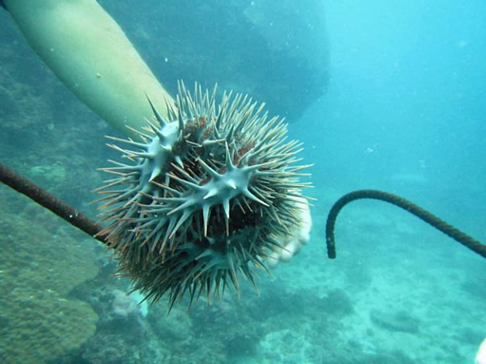 Auf dem Unterwasserbild hält eine Hand einen Dornenkronenseestern. 
