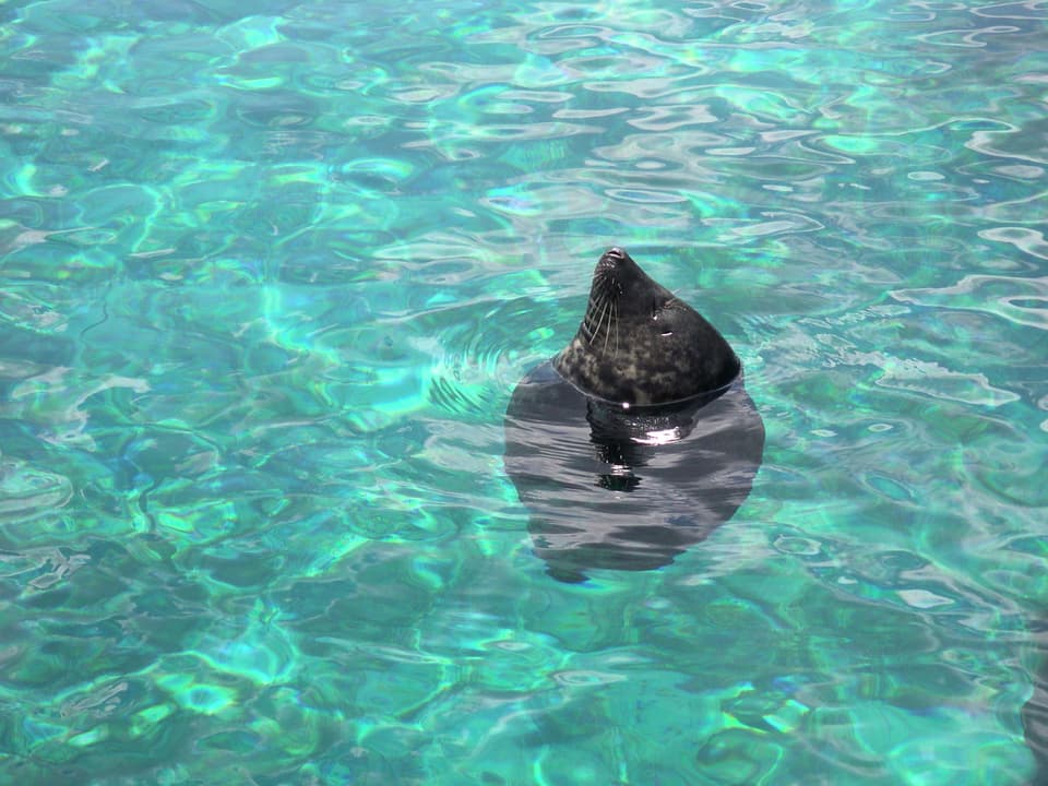 Seehund treibt schlafend im Wasser.