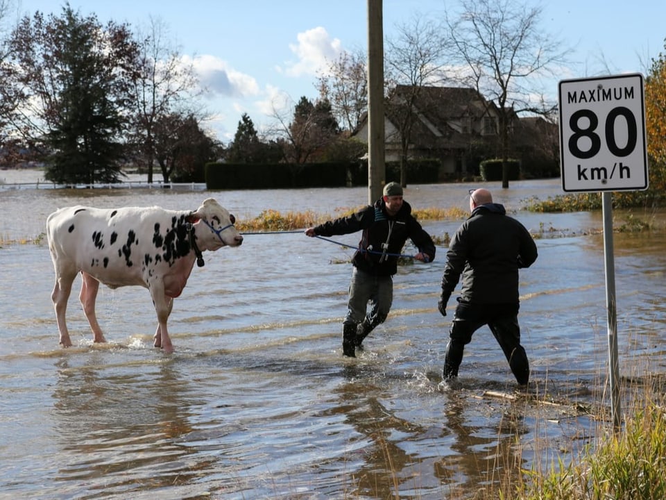 Zwei Männer ziehen eine Kuh an einem Strick von einer überschwemmten Strasse.