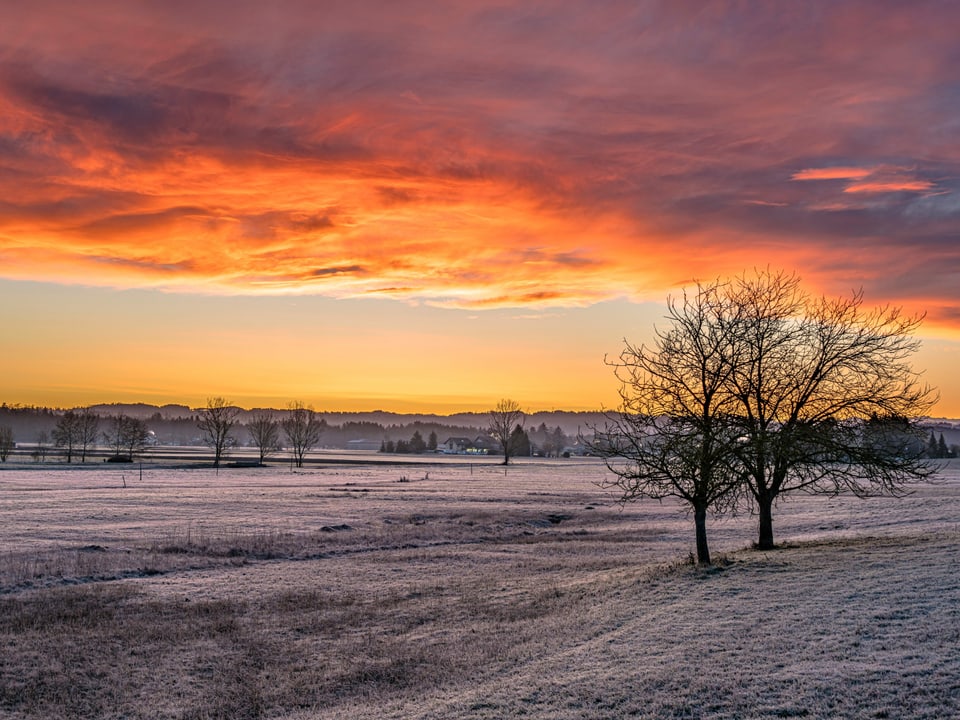 Wiese mit weissem Reif, rechts Baum, Himmel gelb bis rot mit Wolken