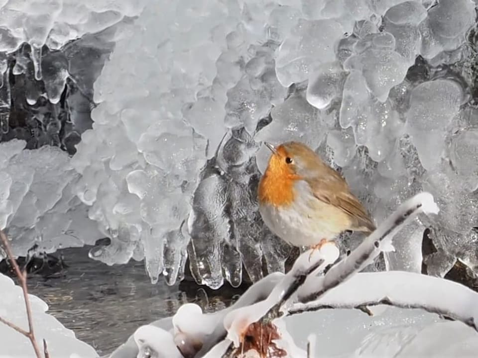 Belpmoos/BE Ein Vogel im Eis.