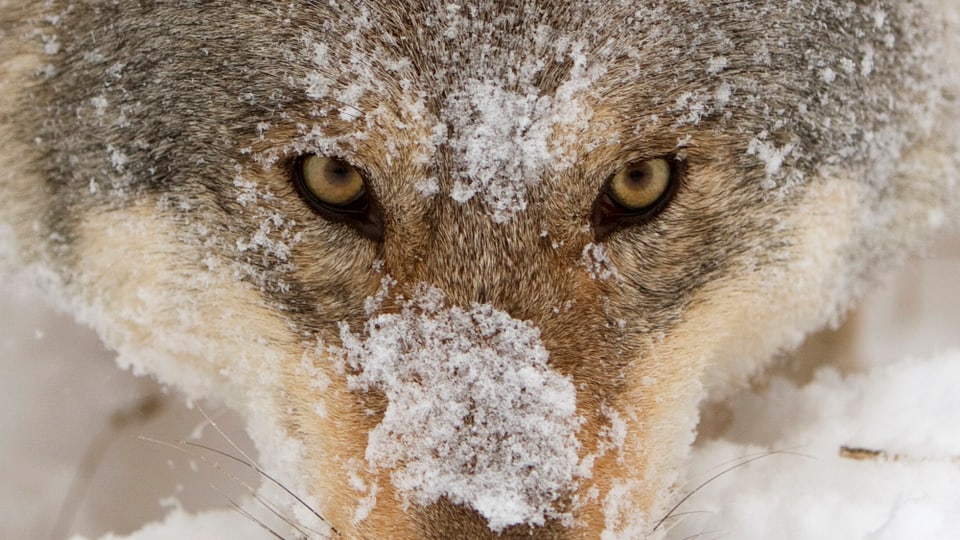 Ein Wolf mit der Schnauze im Schnee. 