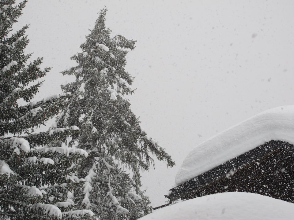 Links zwei verschneite Tannen. Rechts im Bild ist das Dach eines Walliser Hauses mit einer massiven Schneedecke belegt.