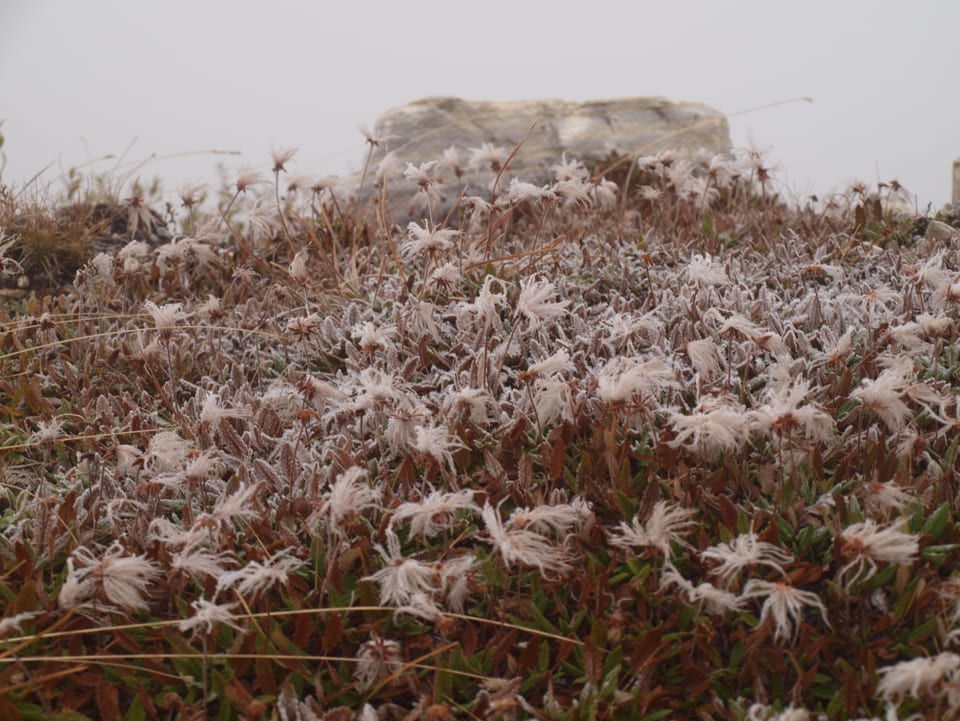 Bergwiese mit Frost und im Hintergrund dichter Nebel.