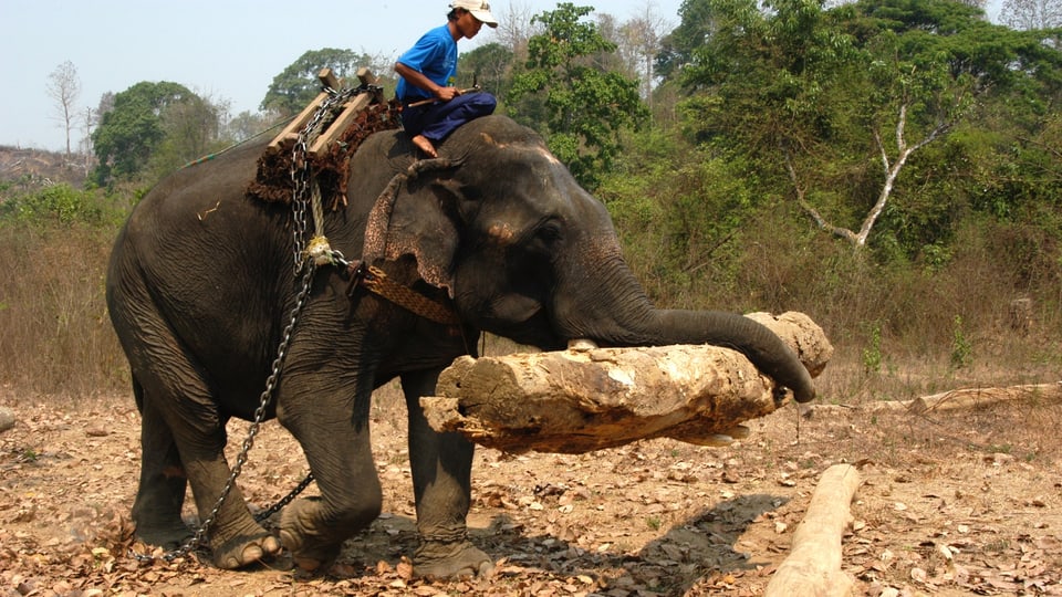 Ein Elefantenführer reitet auf einem Elefanten, der einen Baumstamm trägt.