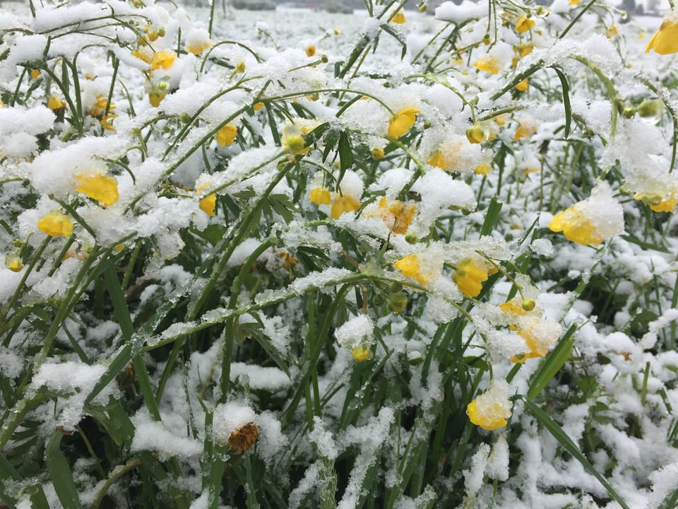Eine Wiese mit gelben Blümchen darauf ist schneebedeckt.