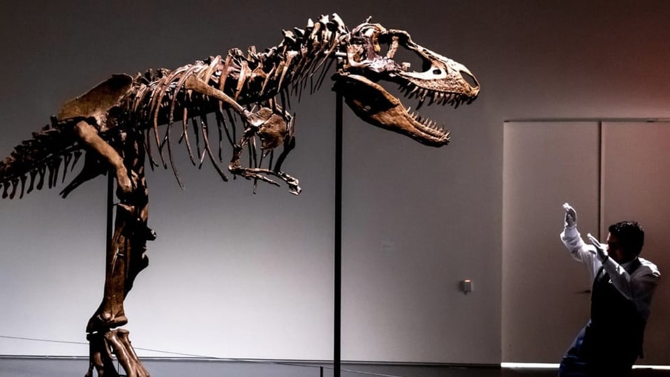 Der Direktor des Sauriermuseums Aathal über Dino-Auktionen
