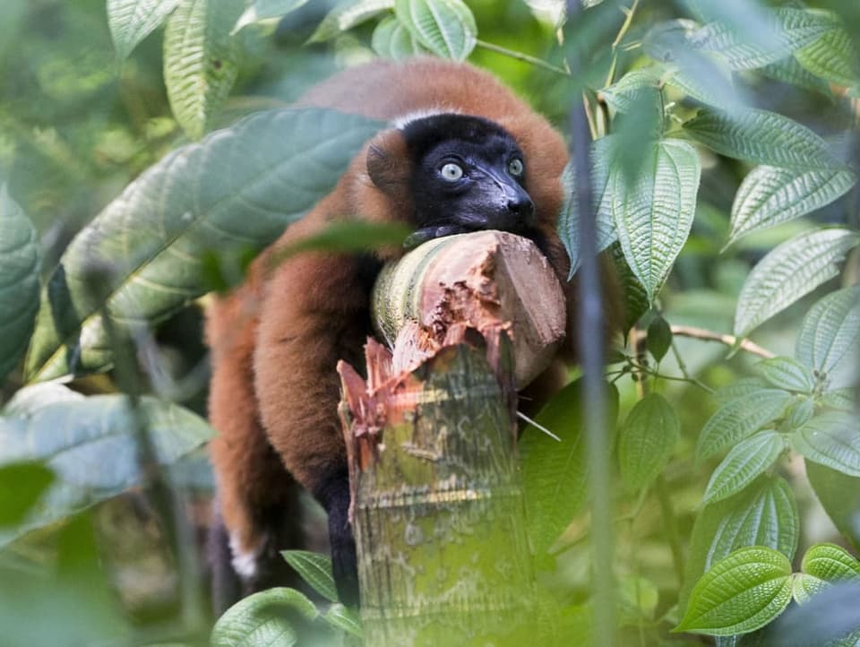 Ein Roter Vari, ein Lemur, im Zoo Zürich ruht auf einem Ast.