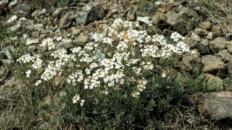 Pflanze nahe am Boden mit weissen Blüten, darunter Steine.