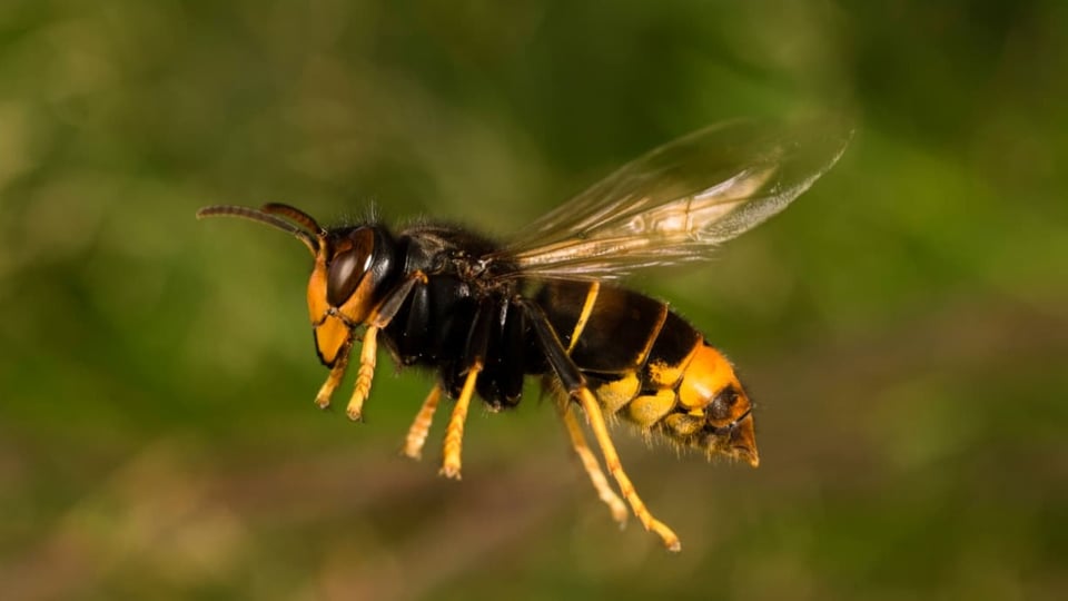 Wie die Asiatische Hornisse die Bienenvielfalt bedroht