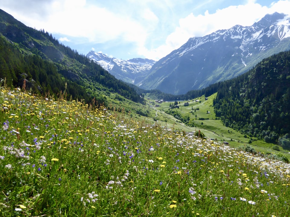 Blumenwiese auf einer Alp, der Himmel darüber ist leicht bewölkt