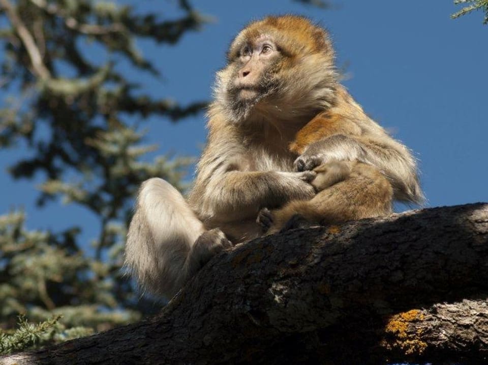 Ein Berberaffe aus der Familie der Meerkatzenverwandten.