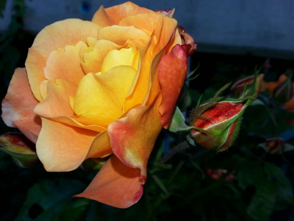 Eine grosse gelbe Rose.
