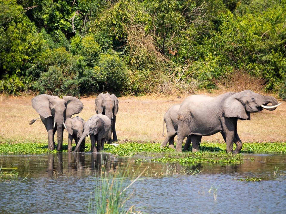 Elefanten am Wasser