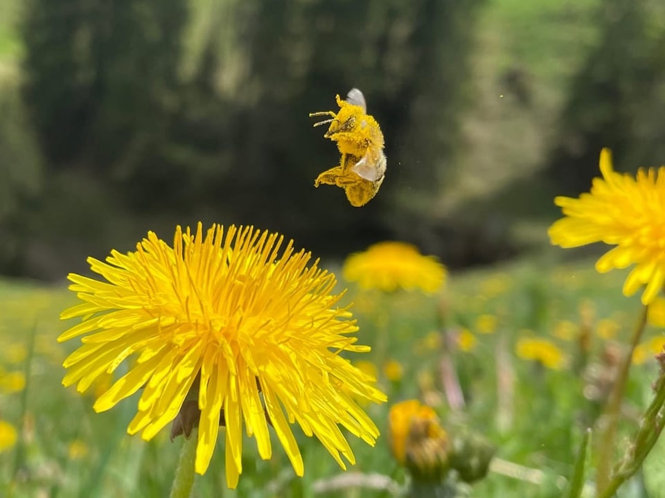 Biene im gelben Pollenkleid über einer gelben Löwenzahnblüte.