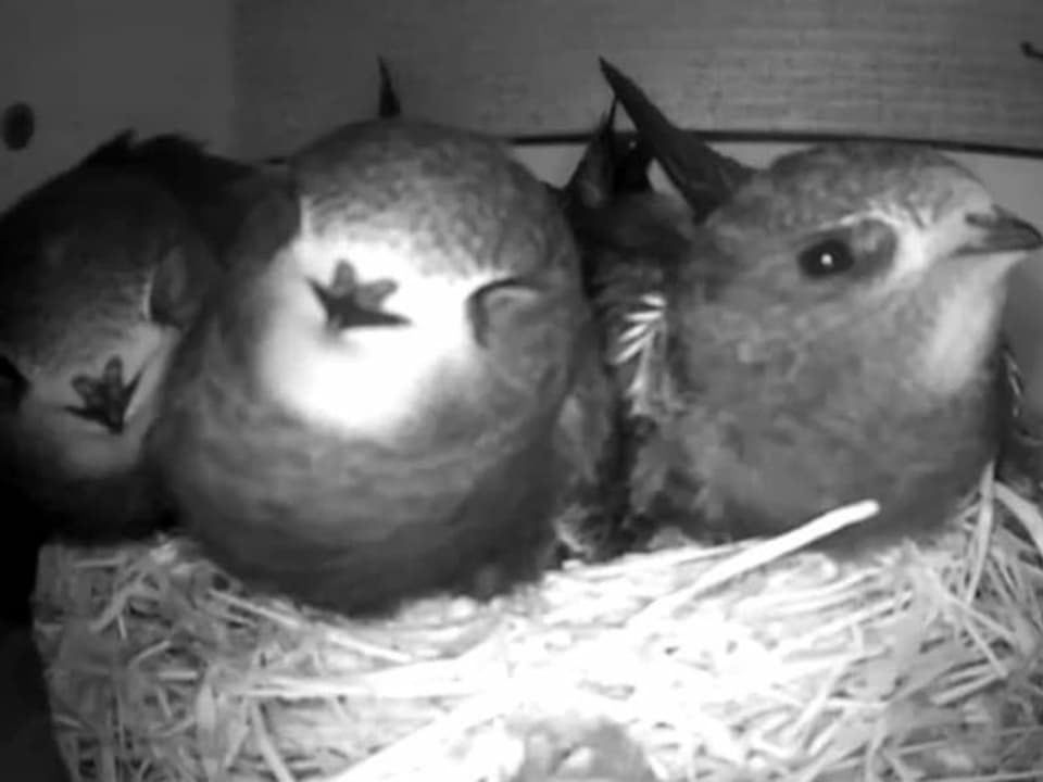 Drei Schwalben sitzen zusammen im Nest