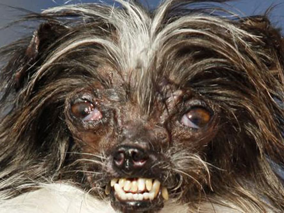 Dies ist laut Kalifornien der hässlichste Hund der Welt
