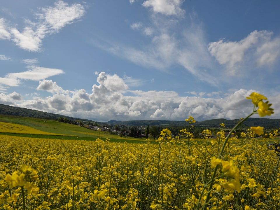 Gelbes Rapsfeld unten, blauer Himmel mit einigen Schönwetterwolken oben. Am Horizont ist ein Dorf sichtbar. Frühlingsstimmung. 